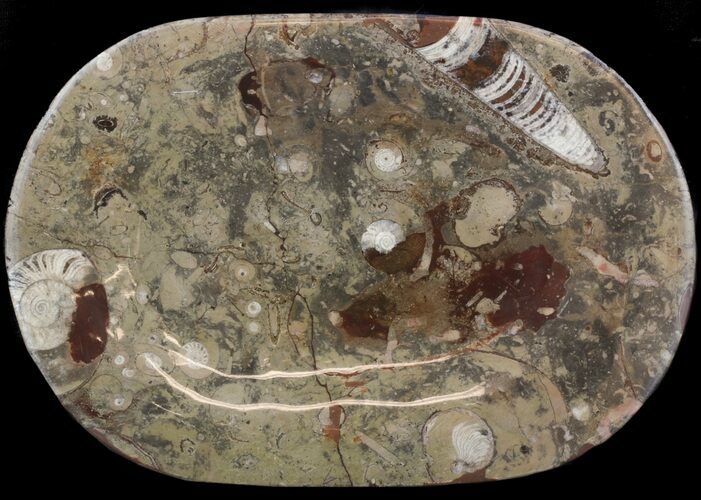 Fossil Orthoceras & Goniatite Plate - Stoneware #51428